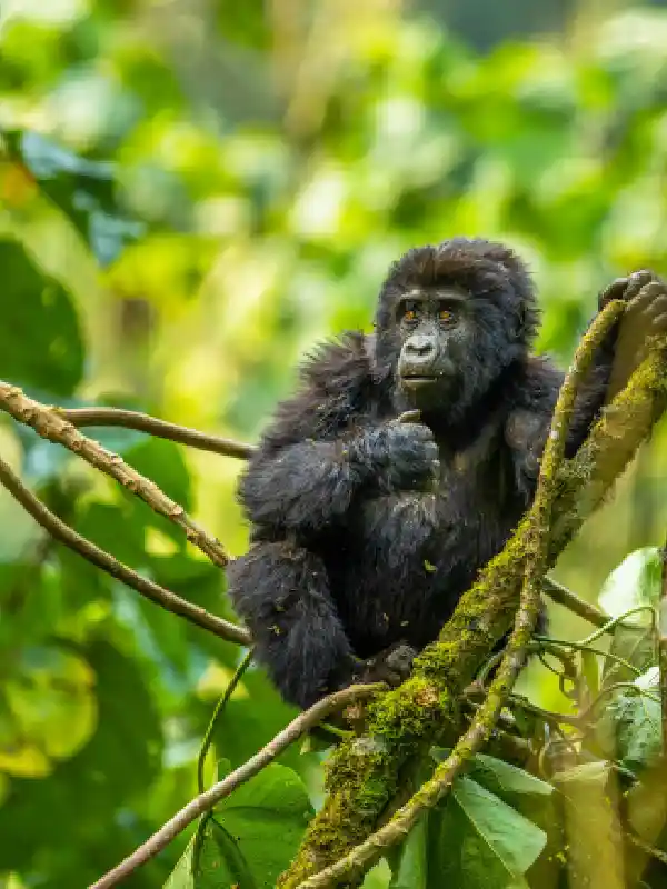 10-days-uganda-extreme-gorilla-wildlife-safari (1)
