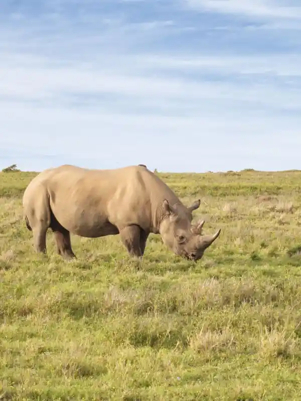 8-days-kenya-big-five-safari