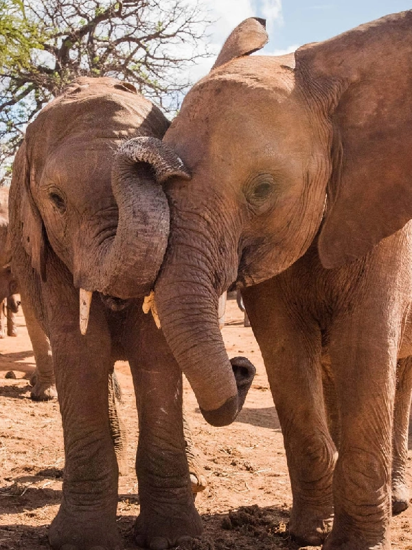 1 Day Tsavo East Tour