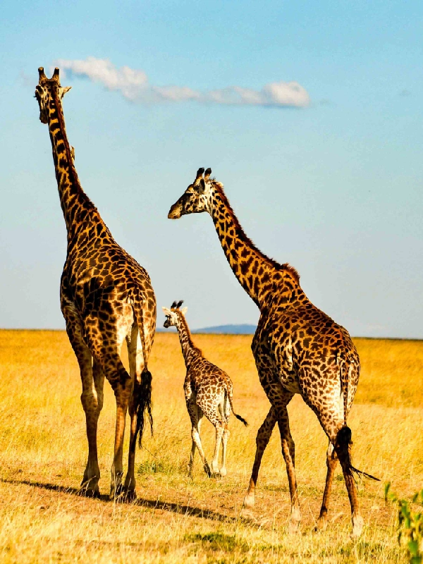 2 Day Tsavo East & Taita Hills / Saltlick