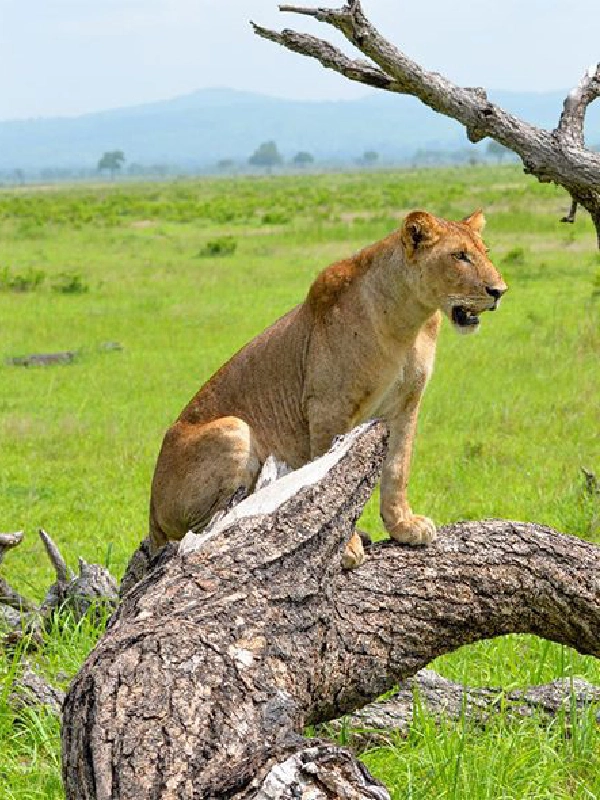 7 Days Tanzanian Safari