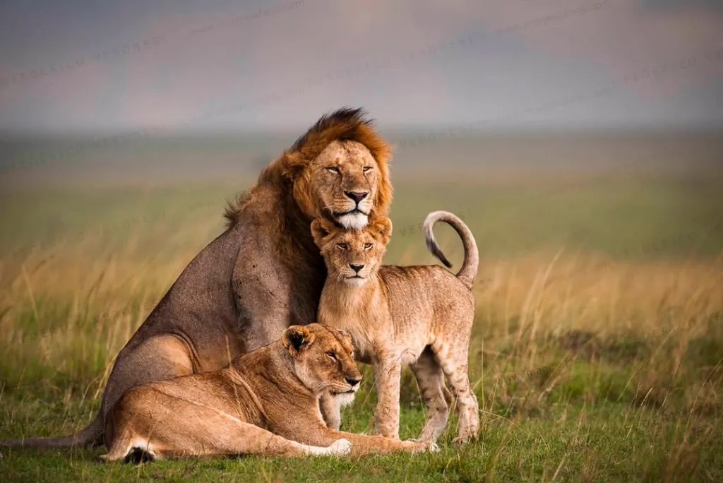 Masai Mara Wildlife