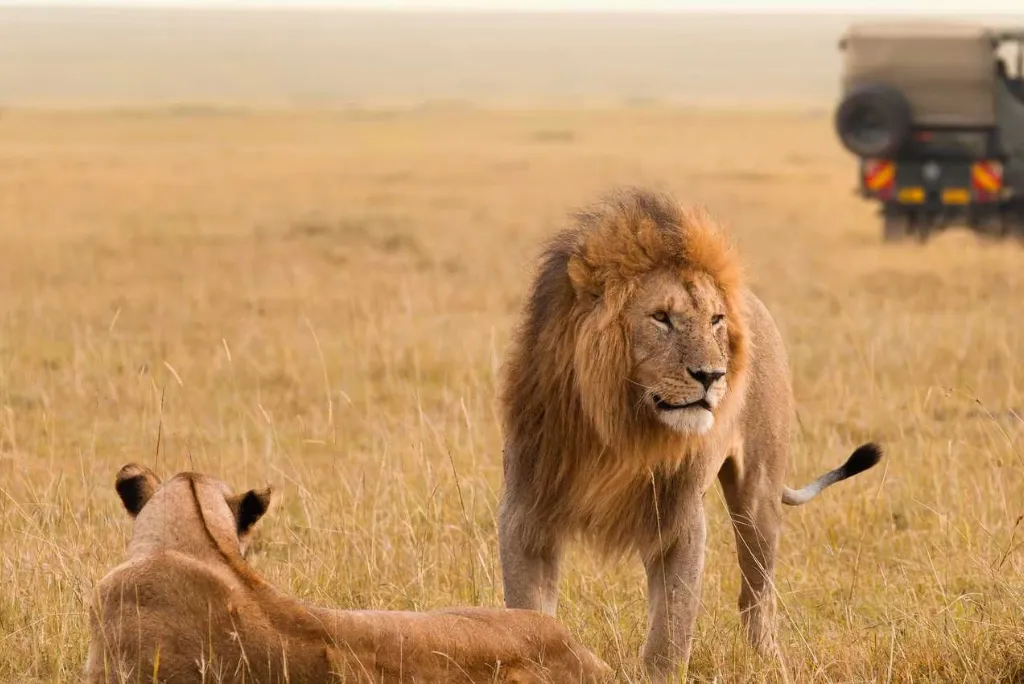 Kenya Safari Planning