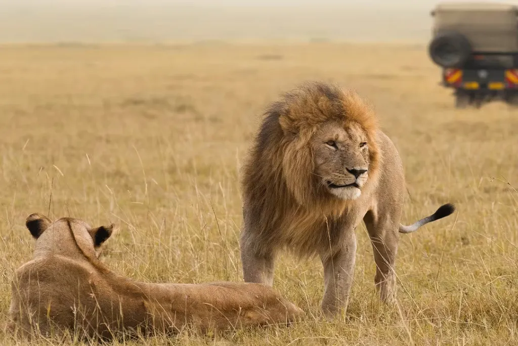 Kenya Safari