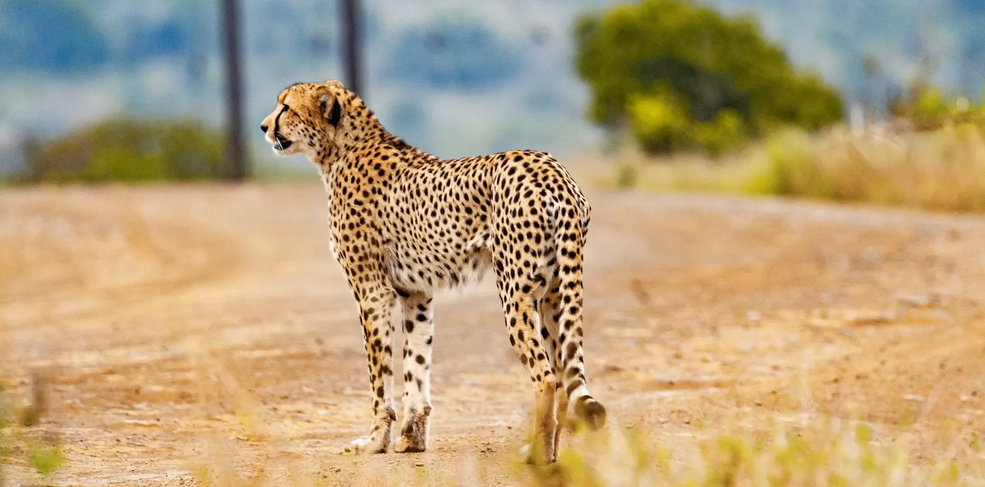 Best Kenya Safari Experiences