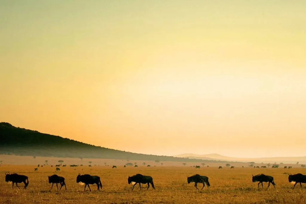 Kenya Safari Season