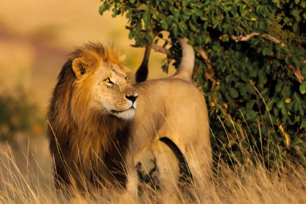 Kenya Safari Destination