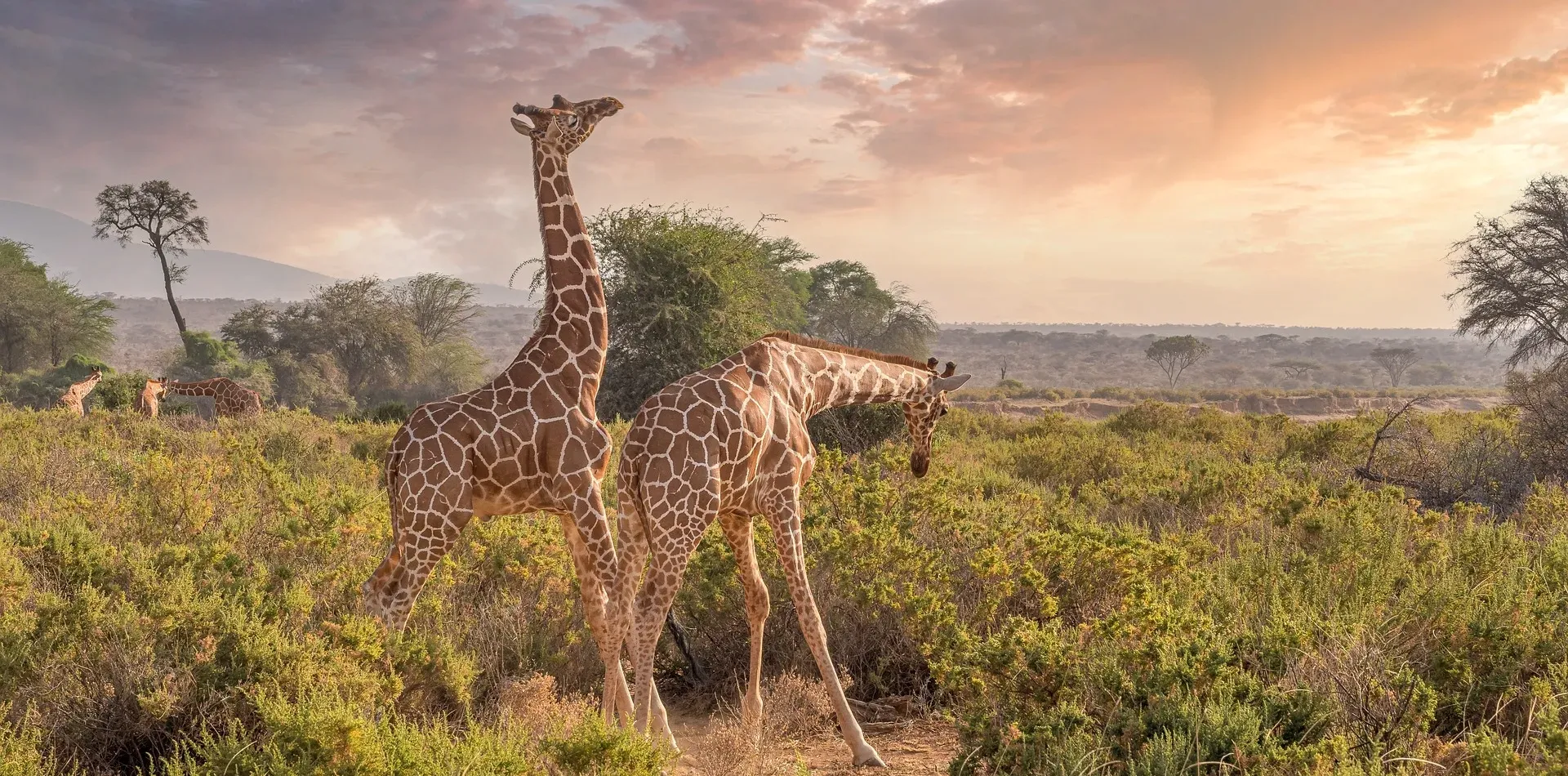 Kenya Wildlife Conservation Safaris