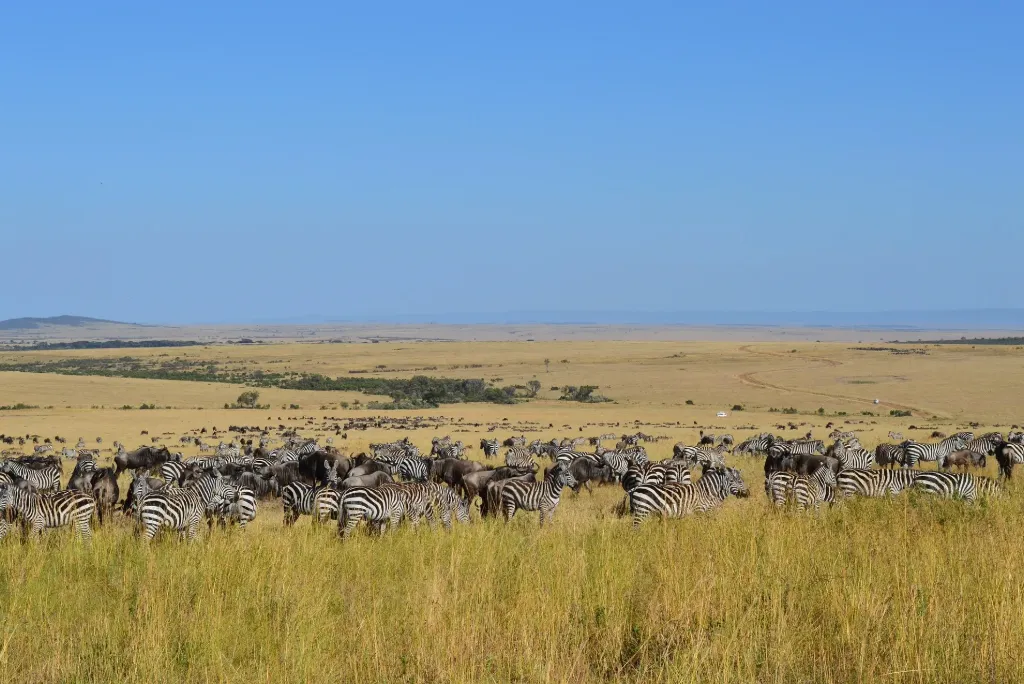 Kenya Safari Destination