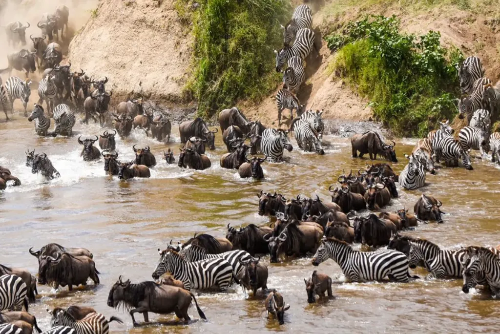 Masai Mara Great Migration