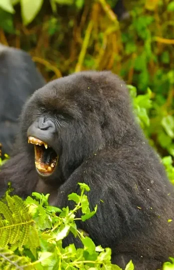 bwindi-impenetrable-national-park-1