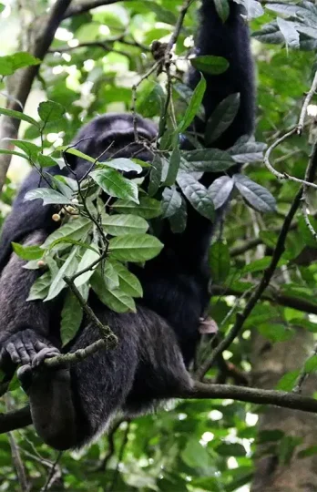 kibale-national-park-1