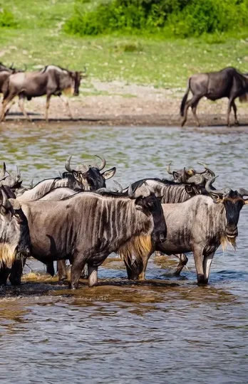 serengeti-national-park-1